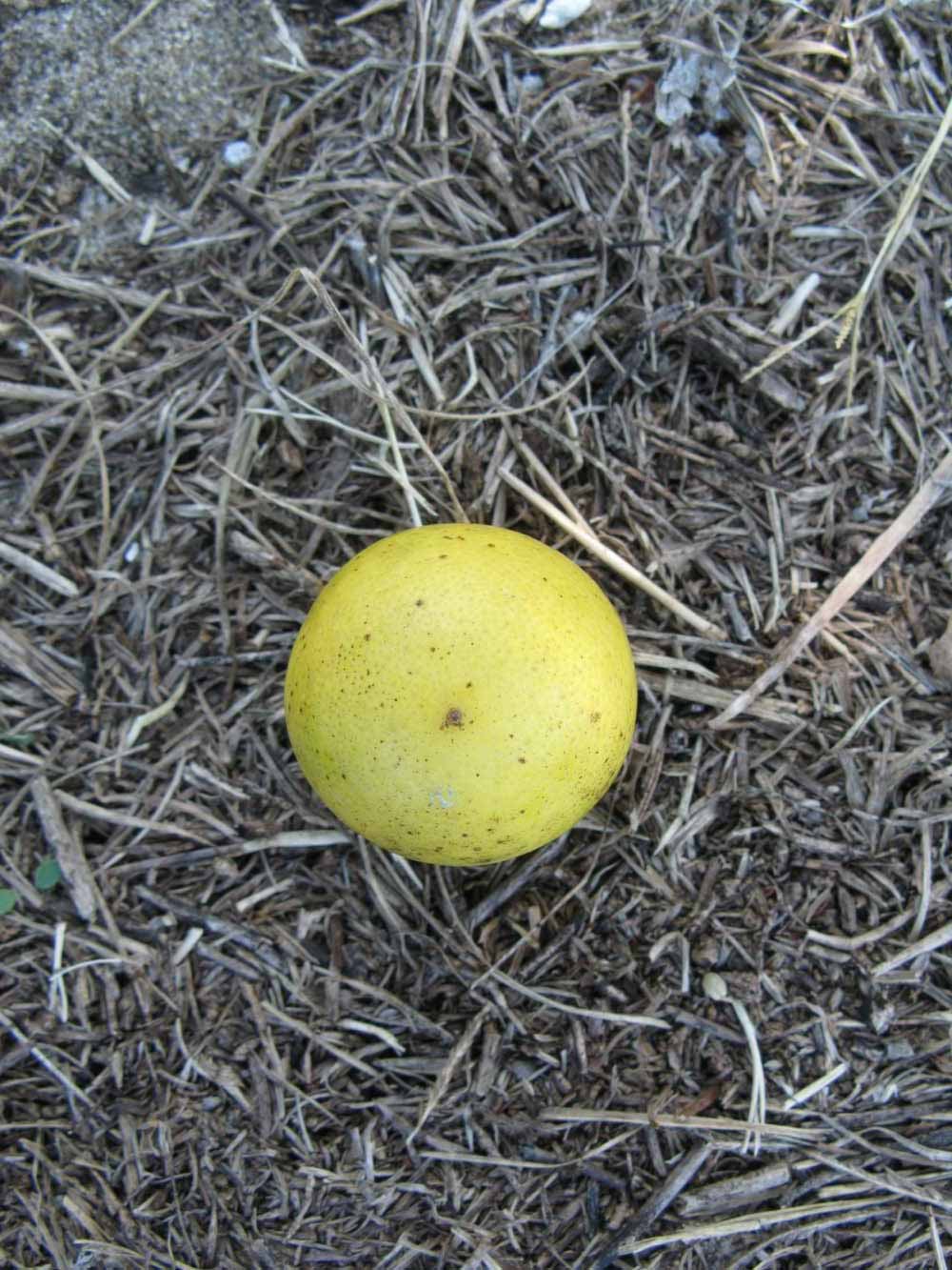              Fruit (Winter Haven, FL)       